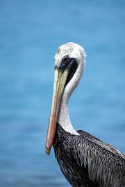 Brown Pelican by Brenda Verboekend