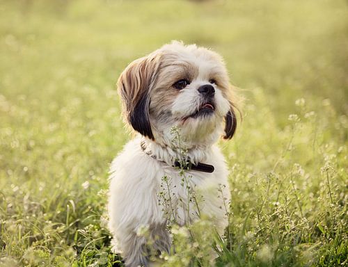 Portret van een kleine Maltezer. Schattige wanddecoratie met huisdieren