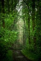 Im dunklen Wald (Gemälde)