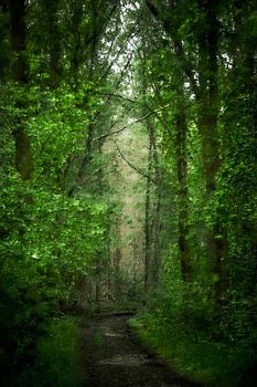 In het donkere bos (schilderij)