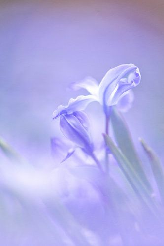 Foto einer großen Schneeblume in Pastelltönen
