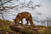 Rode vos op boomstam van Aart Reitsma thumbnail