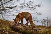 Rode vos op boomstam