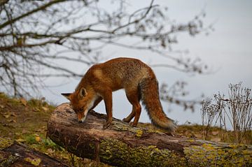 Red fox on tree trunk