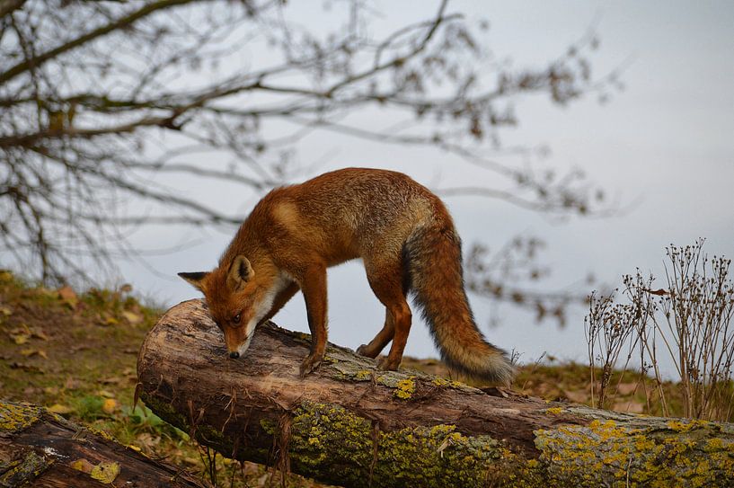 Rode vos op boomstam van Aart Reitsma
