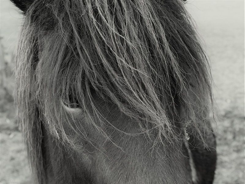 Shetlander, noir et blanc par Jessica Bakhuijs