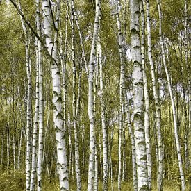 Birkenwald von Violetta Honkisz