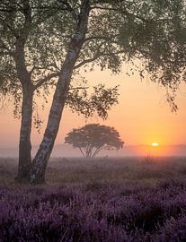 Morgenrot in der Heidelandschaft von Trudiefotografie