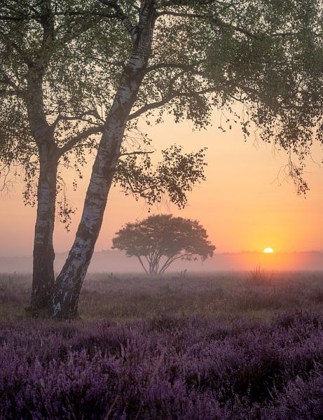 Morning red on the Heath by Trudiefotografie