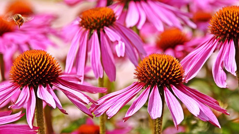 Purple coneflower in garden by Werner Lehmann
