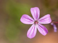 klein roze bloemetje