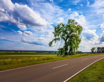 Eenzame boom op een landweg