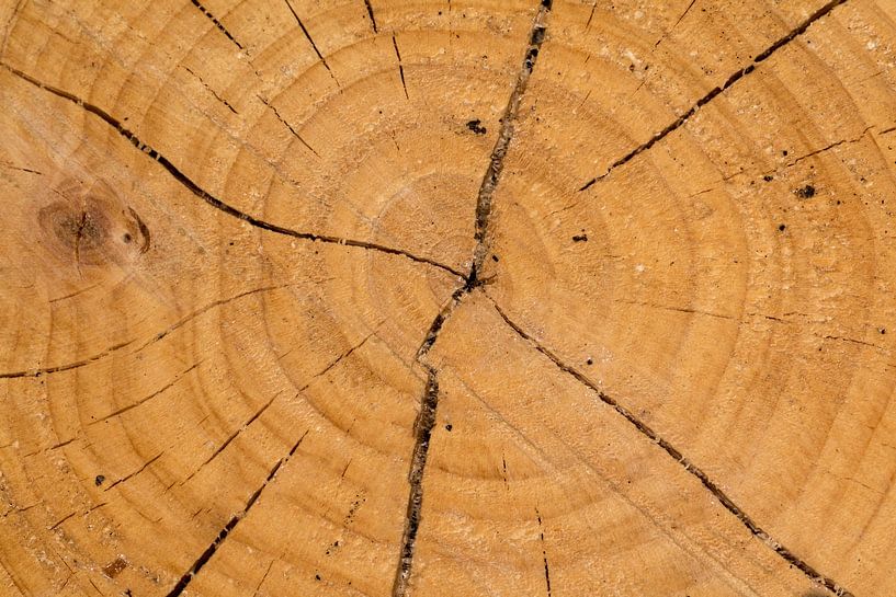 coupe transversale d'un tronc d'arbre par Klaartje Majoor