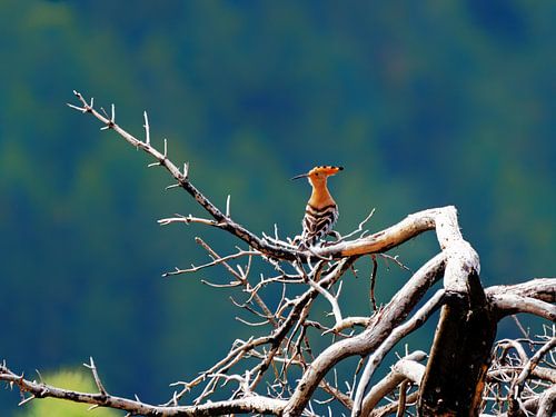 Hoopoe