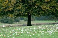 Stadspark boom gans