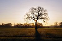De opkomende zon werpt haar licht op een kale boom