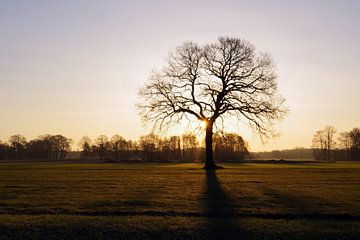 De opkomende zon werpt haar licht op een kale boom van cuhle-fotos