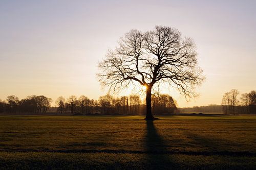 De opkomende zon werpt haar licht op een kale boom