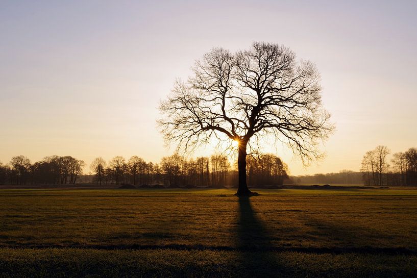 Die aufgehende Sonne wirft ihr Licht auf einen kahlen Baum von cuhle-fotos