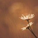 Madelief by Nancy van Verseveld thumbnail