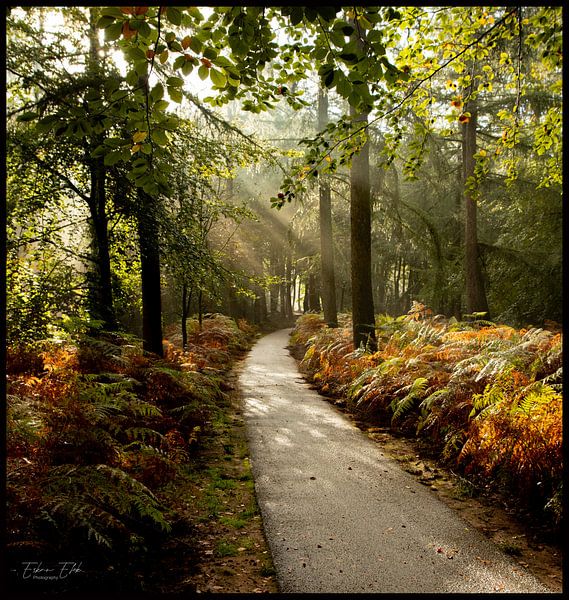 Mysterious Forest by EFFEKTPHOTOGRAPHY.nl