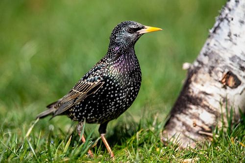 Star (Sturnus vulgaris)