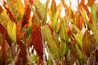 Vurige planten