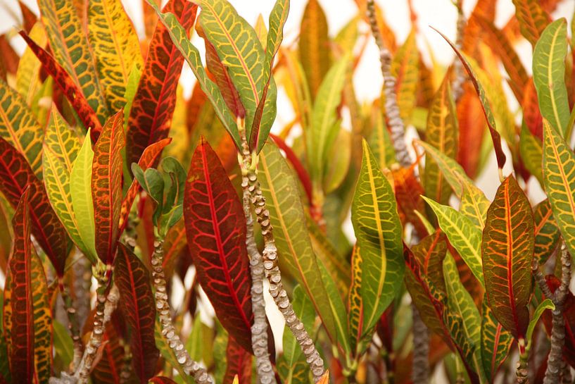 Vurige planten by Leanne de Blok