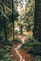 Into the Jungle