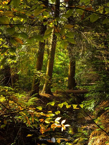 Beek door het bos