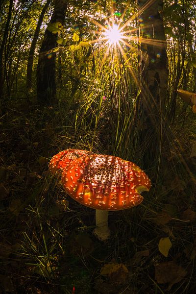 Here I am by peterheinspictures