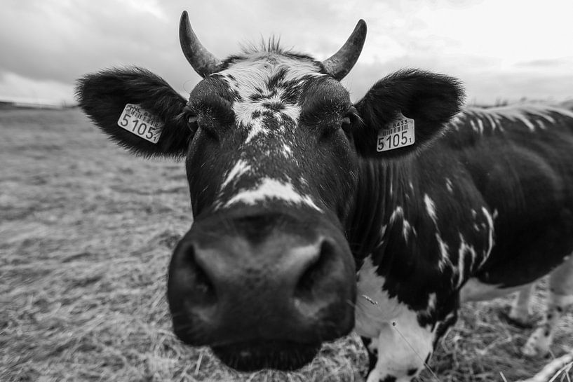 BOEUF par Niels Stolk