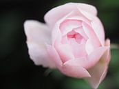 A rose is a rose....  van Cindy Arts thumbnail
