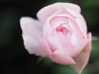 A rose is a rose.... 