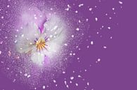 Blüten-Zauber mit lila Hintergrund van Ursula Di Chito thumbnail