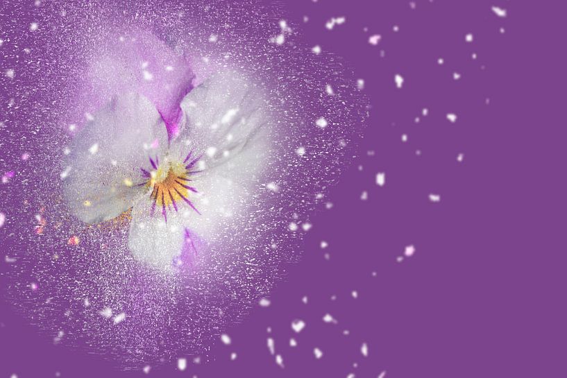Blüten-Zauber mit lila Hintergrund van Ursula Di Chito