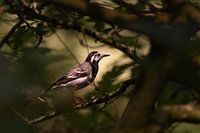 Pied wagtail in sunlight