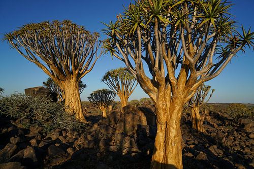 Au milieu des arbres-tubes de la forêt d'arbres-tubes, Keetmanshoop, Namibie