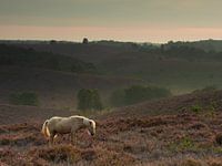 wild horse in the morning
