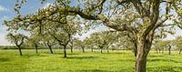 Appelbomen in een boomgaard in het voorjaar