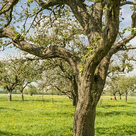 Des rangées de vieux pommiers dans un verger  sur Sjoerd van der Wal Photographie