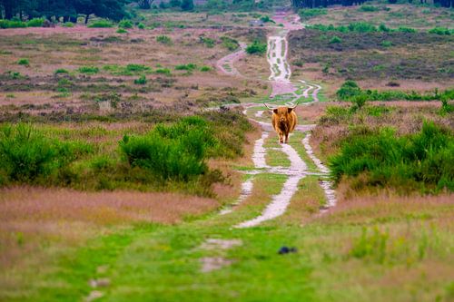 Scottish Highlander on the heath