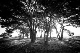 Zonsopkomst Balloereveld