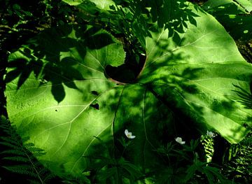 Feuilles sur Sanneke Griepink