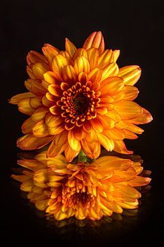 Warm gele met oranje Chrysant van Marjolijn van den Berg