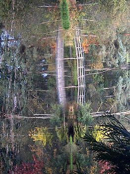 Ven in het bos van Gaasterland