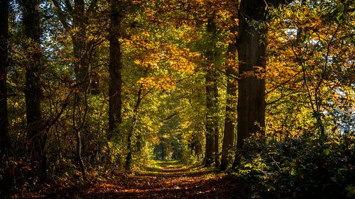 Autumn light in a quiet forest lane