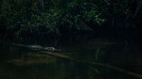 Alligator by Hennie Zeij thumbnail