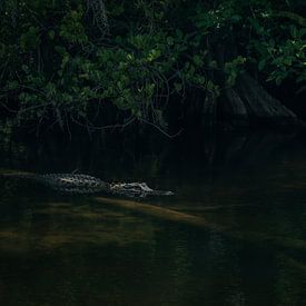 Alligator van Hennie Zeij