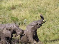 Olifant met slurf omhoog